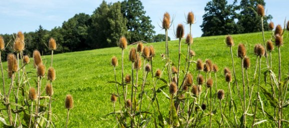 Terreno em Ostallgau, Germany N.º 149160 8