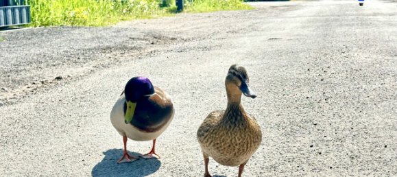 Bungalow de 3 habitaciónes en Havelland, Germany No. 281794 11