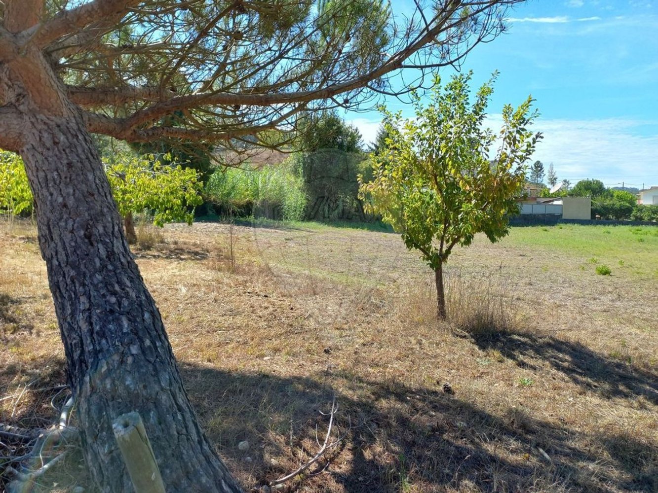 Terrain à Pombal, Portugal 7000m² No. 77274