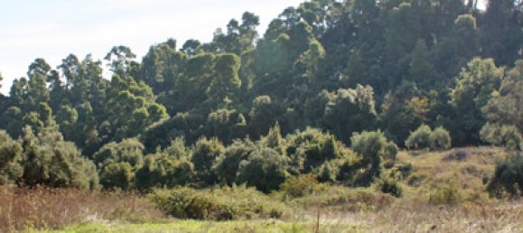 Grundstück in Chalkidiki, Greece 4286m², Nr. 95087 2