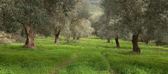 Земельный участок 13500м² в Альгеро, Италия № 251549 5