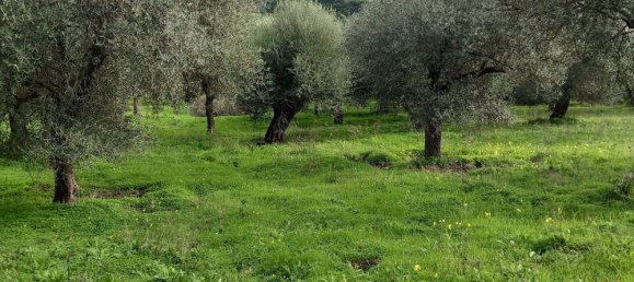 Земельный участок 13500м² в Альгеро, Италия № 251549 7