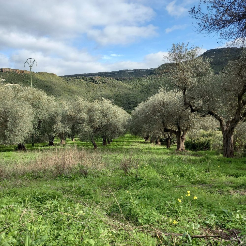 Земельный участок 13500м² в Альгеро, Италия № 251549