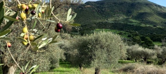 Земельный участок 13500м² в Альгеро, Италия № 251549 11