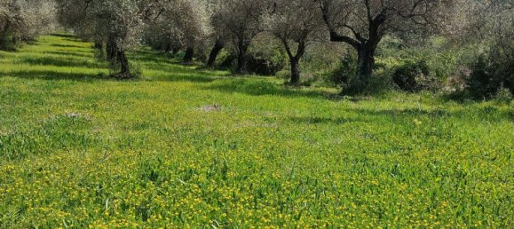 Земельный участок 13500м² в Альгеро, Италия № 251549 14