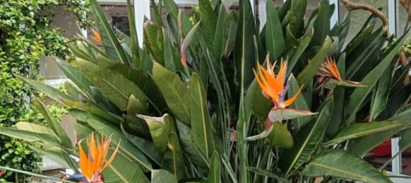 4 bedrooms Villa in Palmela, Portugal No. 278812 19