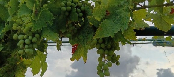 4 bedrooms Villa in Palmela, Portugal No. 278812 18