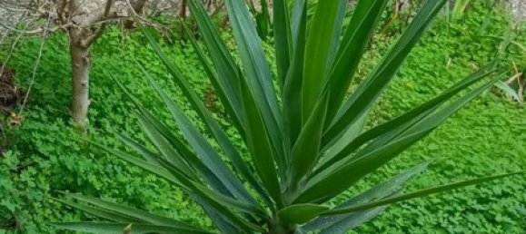 Дом с 4 комнатами в Прая а Маре, Италия № 87142 19