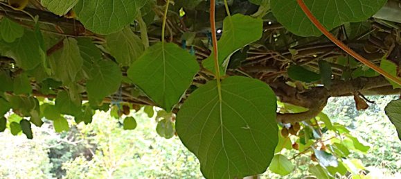 4 bedrooms House in Naron, Spain No. 186883 28