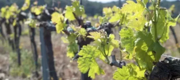 Terreno en Garriguella, Spain 561 m² No. 73522 13