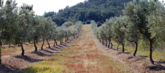 Terreno en Garriguella, Spain 561 m² No. 73522 14