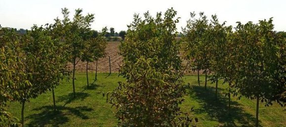 5 rooms House in Badia Polesine, Italy No. 253104 3