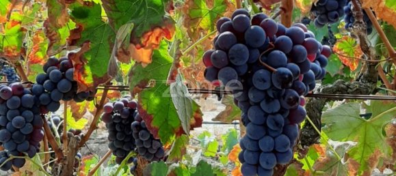 Замки и поместья с 3 спальнями в Палмела, Португалия № 119899 12