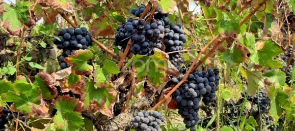 Замки и поместья с 3 спальнями в Палмела, Португалия № 119899 13