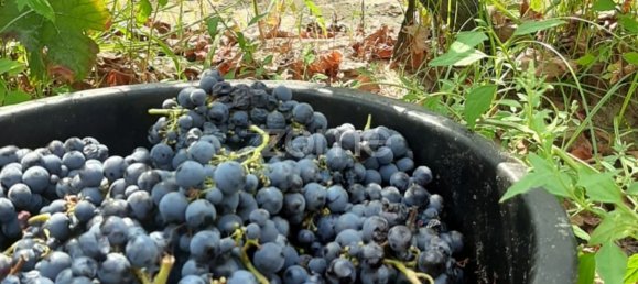 Замки и поместья с 3 спальнями в Палмела, Португалия № 119899 14