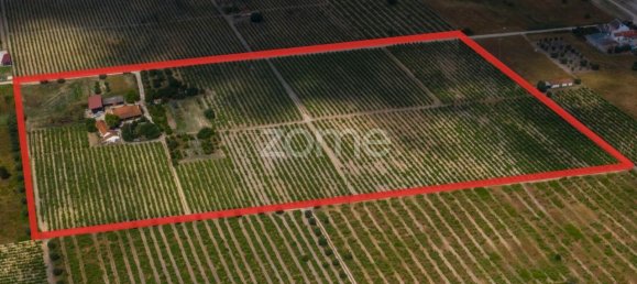 Замки и поместья с 3 спальнями в Палмела, Португалия № 119899 8