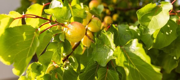 Casa de 5 dormitorios en Biar, Spain No. 182092 9