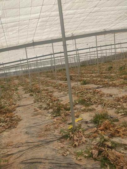  قطعة أرض في Gualchos, Spain 11000متر مربع رقم 162417