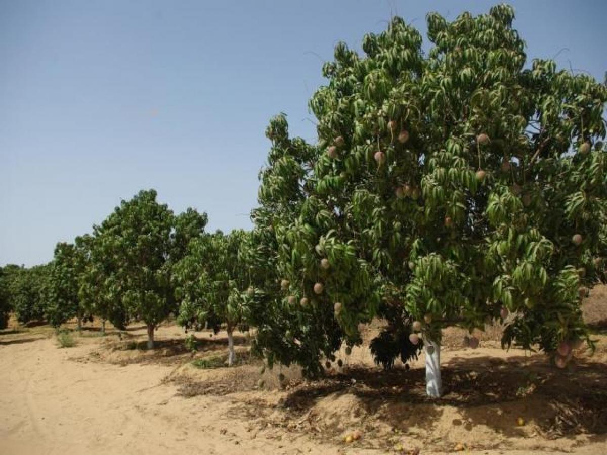 Grundstück in Hyderabad, India, Nr. 37586