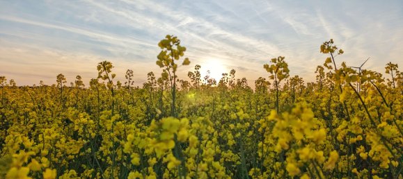 Terrain à Brandenburg, Germany No. 66269 2