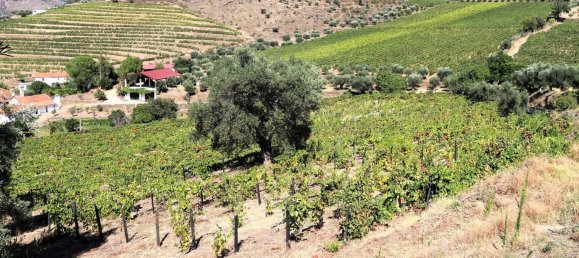 4 Schlafzimmer Haus in Sao Joao da Pesqueira, Portugal, Nr. 68734 37