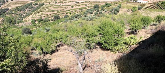 4 Schlafzimmer Haus in Sao Joao da Pesqueira, Portugal, Nr. 68734 36