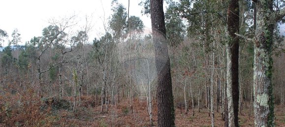 3200m² Land in Ponte de Lima, Portugal No. 42852 9