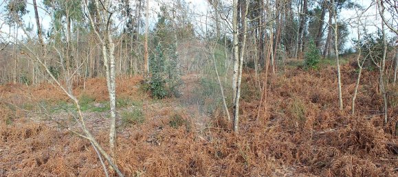 3200m² Land in Ponte de Lima, Portugal No. 42852 11