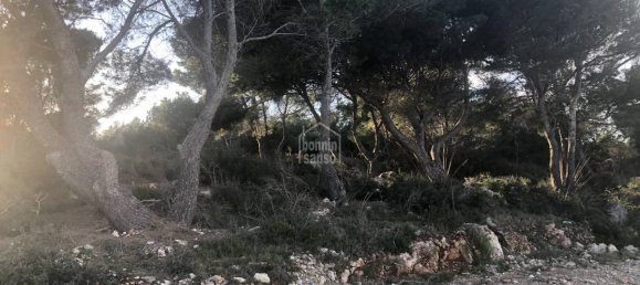  Land in Es Mercadal, Spain No. 3881 6