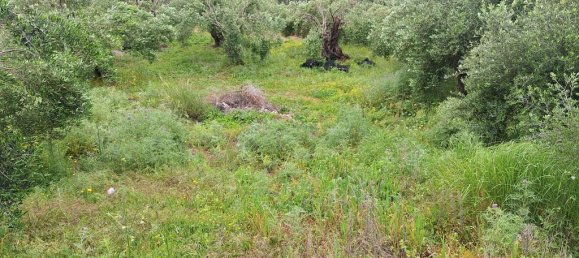 6700m² Land for sale in Corfu, Central Corfu and Diapontian Islands, Corfu, Ionian Islands, Peloponnese, Western Greece and the Ionian, Greece № 93225 9