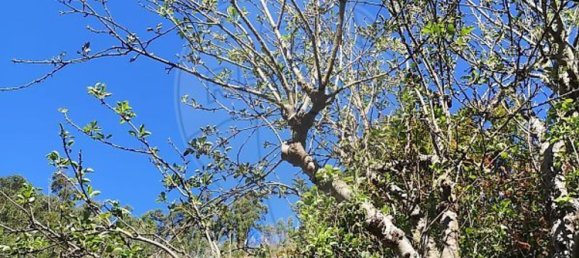 Дом с 3 спальнями в Рибейра Брава, Португалия № 66111 17