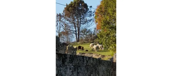 20 chambres Maison à Abrunhosa a Velha, Portugal No. 41375 12