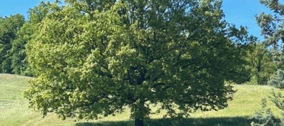 480m² Commercial property in Borgo Priolo, Italy No. 364866 37