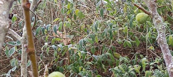 Бунгало с 4 спальнями в Доннерсберг, Германия № 35339 21