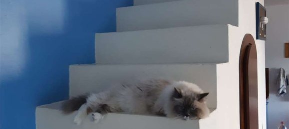 4-Zimmer Haus in Campo nell'Elba, Italy, Nr. 274045 11