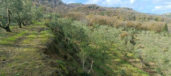 28000m² Land in Montepaone, Italy No. 36239 8