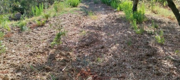 28000m² Land in Montepaone, Italy No. 36239 13