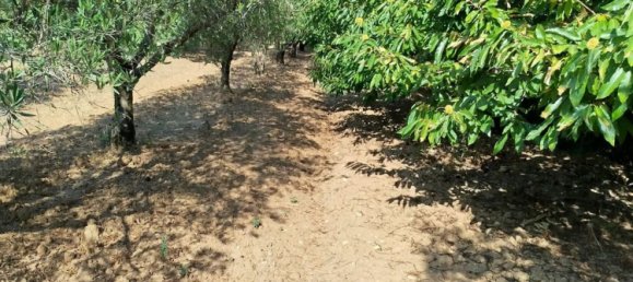 28000m² Land in Montepaone, Italy No. 36239 12