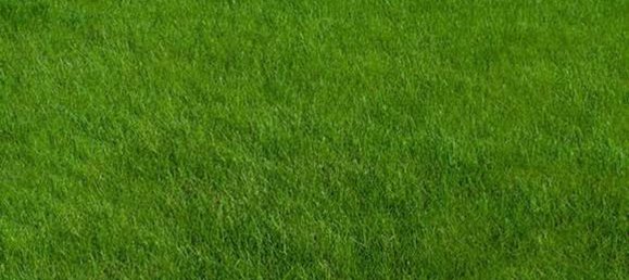 1350m² Land in Rubano, Italy No. 89306 4