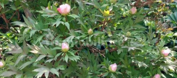 7 bedrooms House in Alessandria, Italy No. 50877 45