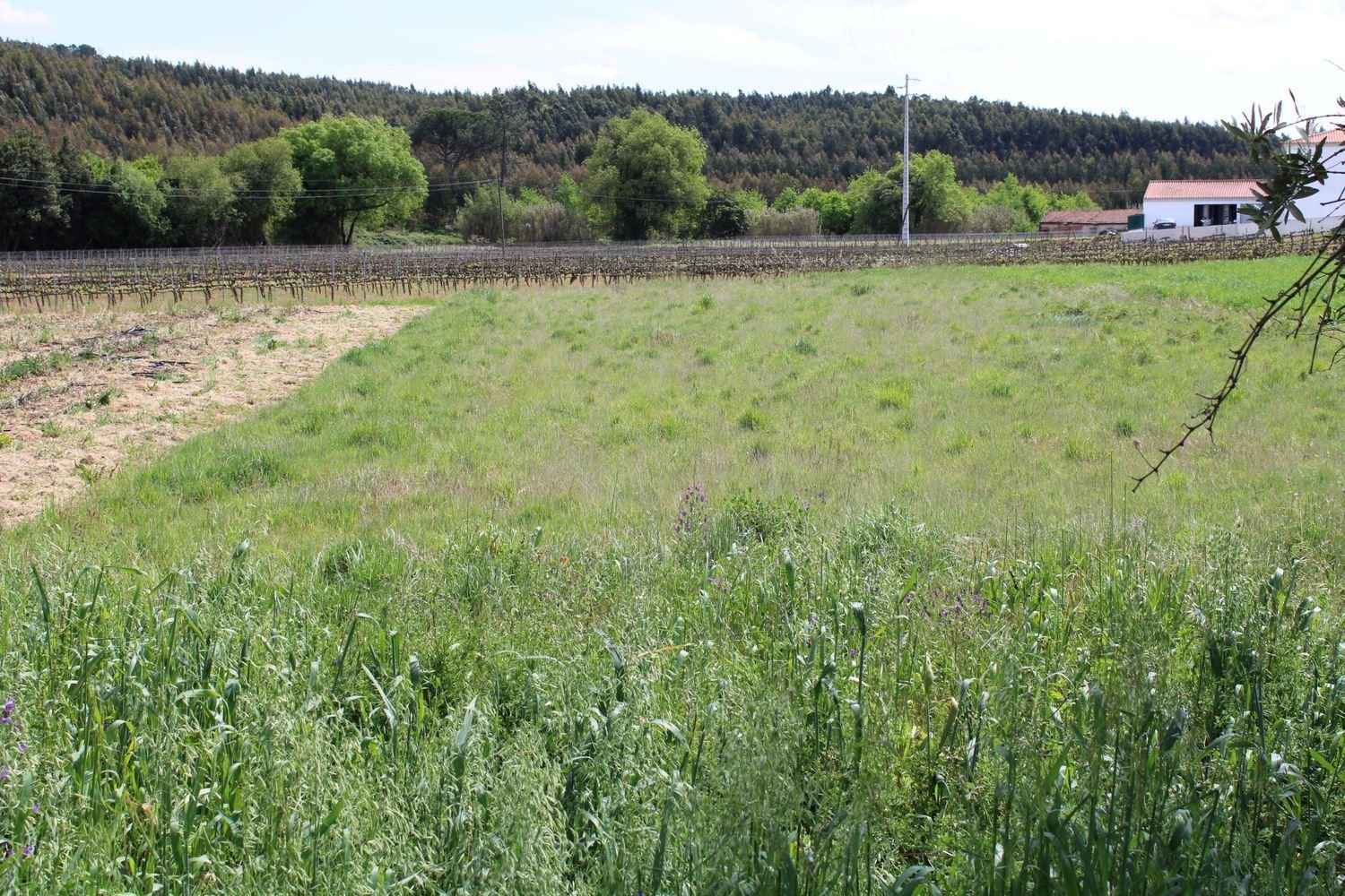  Land in Rio Maior, Portugal No. 248170