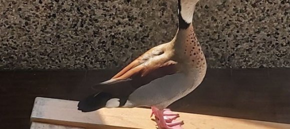 9-salle Appartement à Segrate, Italy No. 314195 4