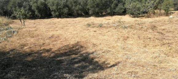 1080m² Land in Zagarolo, Italy No. 73554 4