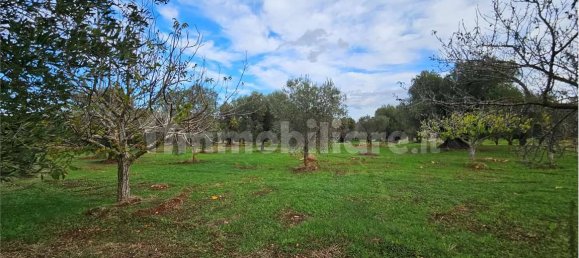 11600m² Land in Carovigno, Italy No. 154912 20