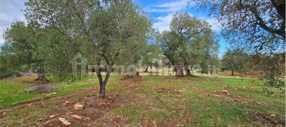 11600m² Land in Carovigno, Italy No. 154912 5
