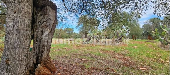 11600m² Land in Carovigno, Italy No. 154912 9