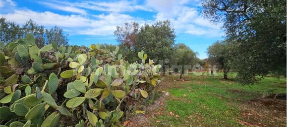 11600m² Land in Carovigno, Italy No. 154912 12