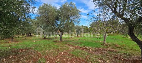 11600m² Land in Carovigno, Italy No. 154912 16