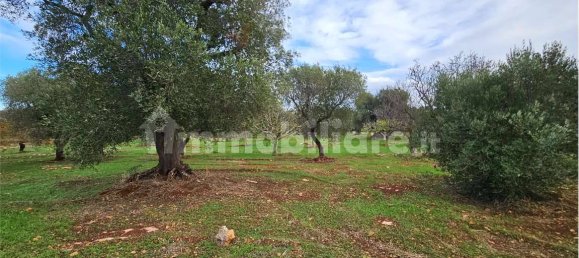 11600m² Land in Carovigno, Italy No. 154912 13