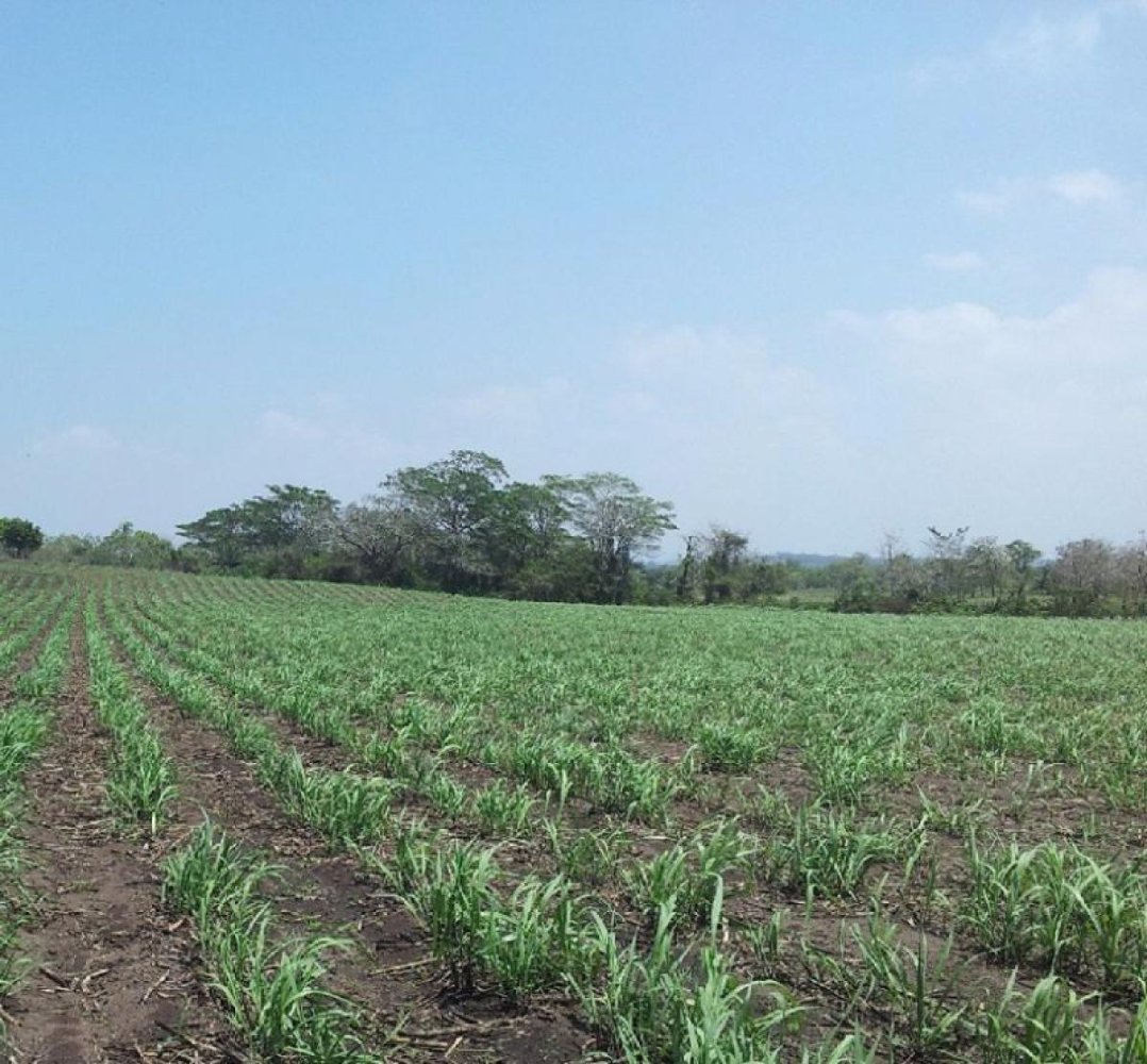  Land in Veracruz, Mexico No. 204725